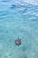 Green sea turtle swimming in the shallow water at Playa Grandi (Playa Piscado) on the Caribbean island Curacao