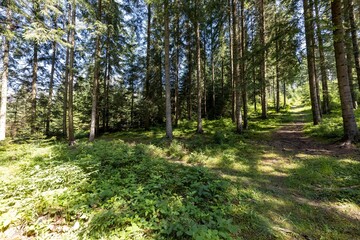 Mountain forest in the Ukrainian Carpathians.