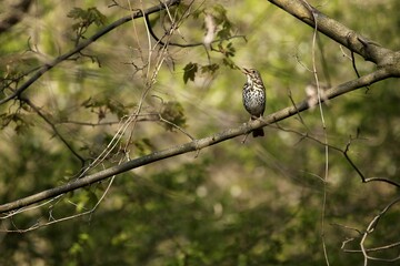 śpiewający drozd © Micha