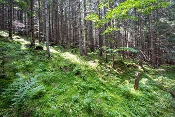 Mountain forest in the Ukrainian Carpathians.
