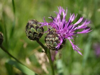 Bl&uuml;hende Distel