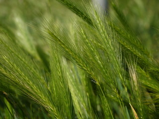 Gras&auml;hren im Sommer