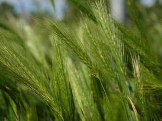 Gras&auml;hren im Sommer