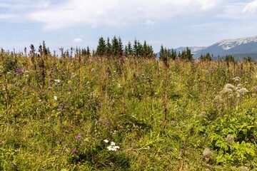 Fototapeta premium Green mountain meadows in the high Carpathians