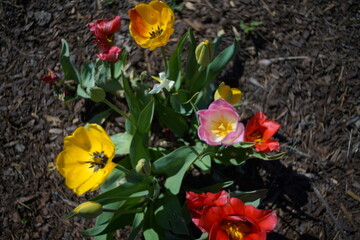 Geöffnete Blüten unterschiedlich gefärbter Tulpen in einem Blumenbeet von oben gesehen und bei Sonnenlicht, pink, gelb und rot