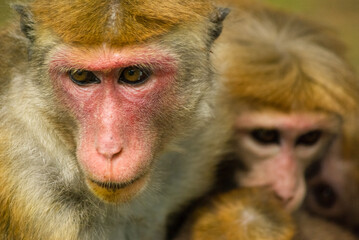 Macaque mother with two babies