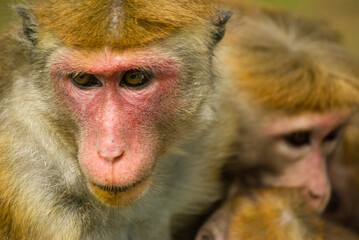 Macaque mother with two babies