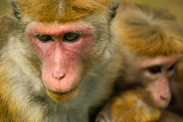 Macaque mother with two babies