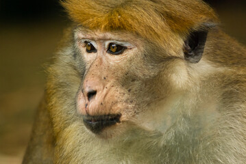 Male macaque at Peradeniya botanical gardens, Sri Lanka