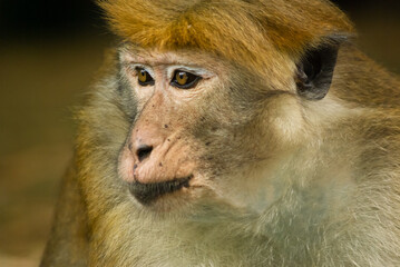 Male macaque at Peradeniya botanical gardens, Sri Lanka