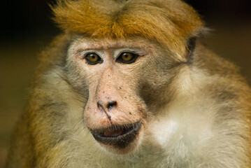 Male macaque at Peradeniya botanical gardens, Sri Lanka