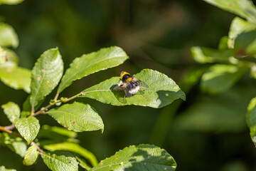A bee on a green leaf lit by sunlight. Close-up macro view.