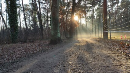 Obraz premium Sun rays true trees