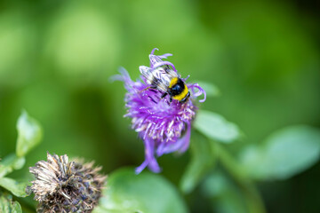 A bee on a purple flower. Close-up macro view.