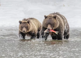 Rideaux occultants Orignal Grizzly bear mom and cub in water