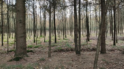 Obraz premium Dens Forest - Belgium