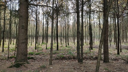 Naklejka premium Dens Forest - Belgium
