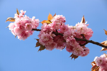 fiore di Sakura o di Cherry Blossom nella primavera Bei fiori rosa