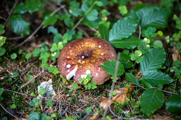 Mushroom in the mountain forest on a summer day. Close up macro view.