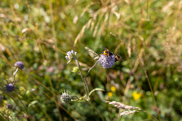 Mountain flowers in the Ukrainian Carpathians. Close-up macro view.