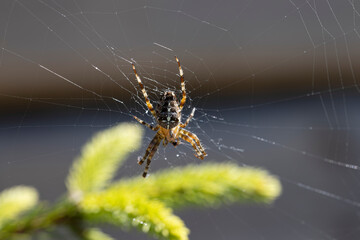 Spider on a pine branch illuminated by sunlight. Close-up macro view.