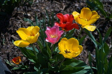 Obraz na płótnie Canvas Geöffnete Blüten unterschiedlich gefärbter Tulpen in einem Blumenbeet von oben gesehen und bei Sonnenlicht, pink, gelb und rot