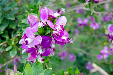 Focus blur beautiful violet wild flower in green garden, spring season
