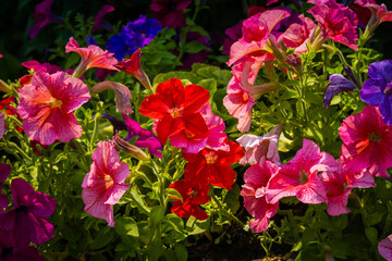 Pink petunias bloom in garden