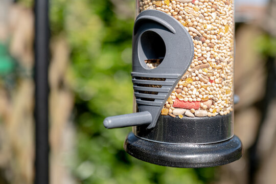 Close-up of a filled bird feeder, seen with grains, corn and suet. Located in a garden setting to feed birds and there young.