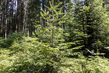 Mountain forest in the Ukrainian Carpathians.