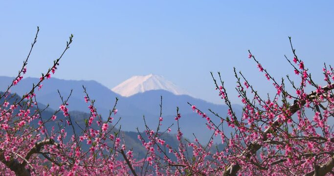 満開の桃の花と富士山、山梨県笛吹市