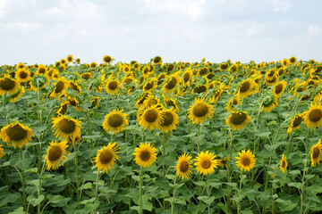 Sunflower field under blue sky on a sunny day. Agricultural landscape.