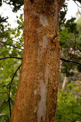 Exotic flora. Closeup view of Luma apiculata, also known as Arrayan, colorful red tree trunk growing in the forest.