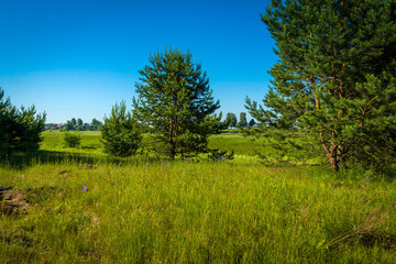 Rural landscape green grass and trees