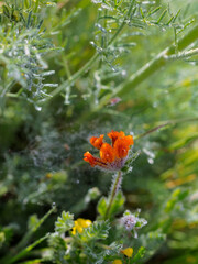 Drops of water on the vegetation in spring.