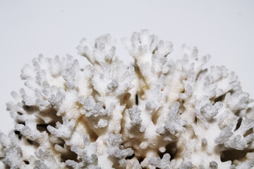 white coral close-up on a blurry background