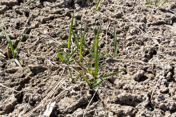 environmental protection, view from above on a dried out piece of land with just a few blades of grass