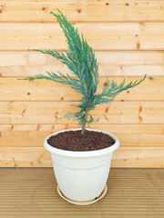 A young sapling of Juniperus scopulorum Blue Heaven in a plastic decorative flower pot, against the background of a wooden masonry beam. Coniferous plants in interior decoration. Blue juniper seedling