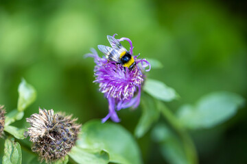 A bee on a purple flower. Close-up macro view.
