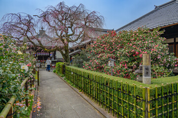 地蔵院の八重椿