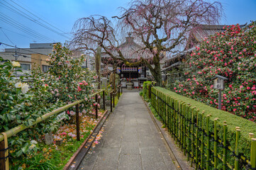 地蔵院の八重椿