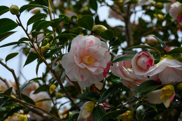 地蔵院の八重椿