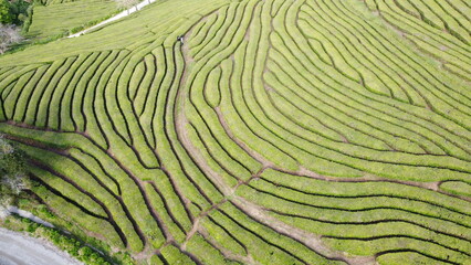 Aerial photograph of the Gorreana tea field