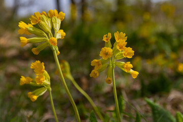 Early  spring flowers bloomers (primroses) of  European forests. Cowslip paigle (Primula macrocalix) in park forest (wood-meadow), Cowslip flowers (Primula veris) on a spring meadow, close-up,