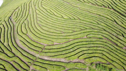 Aerial photograph of the Gorreana tea field