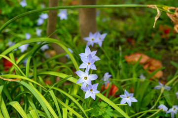 地蔵院のハナニラ