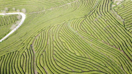 Aerial photograph of the Gorreana tea field