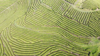 Aerial photograph of the Gorreana tea field