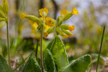 Early  spring flowers bloomers (primroses) of  European forests. Cowslip paigle (Primula macrocalix) in park forest (wood-meadow), Cowslip flowers (Primula veris) on a spring meadow, close-up,