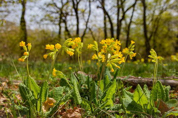 Obraz premium Early spring flowers bloomers (primroses) of European forests. Cowslip paigle (Primula macrocalix) in park forest (wood-meadow), Cowslip flowers (Primula veris) on a spring meadow, close-up,